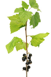 Similar image 1098494