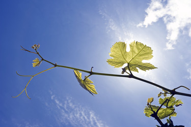 Similar image 1099415