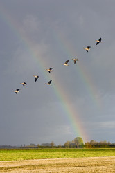 Similar image 1099515