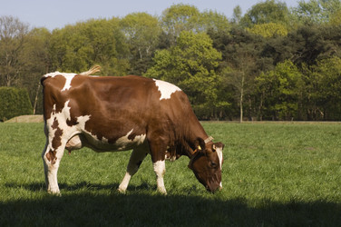 Similar image 1099564