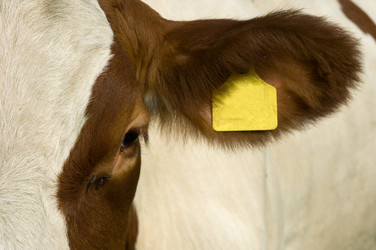 Similar image 1099570