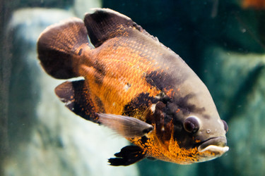 Similar image 1099867