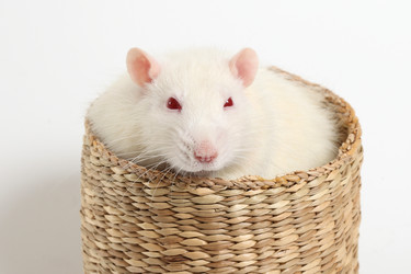 Similar image 1100796