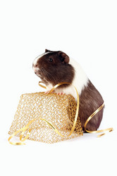 Similar image 1100982