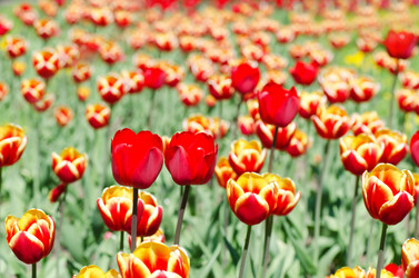 Similar image 1101871