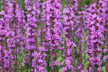 Similar image 1102103