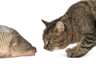 Similar image 1102245