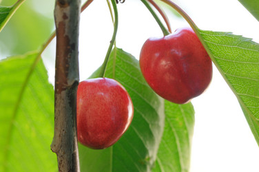 Similar image 1102249