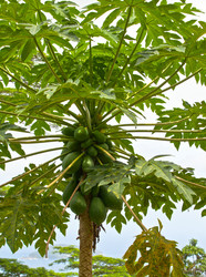 Similar image 1103066