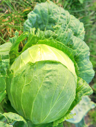 Similar image 1103093