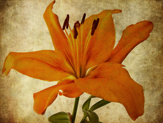 Similar image 1103777