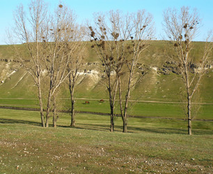 Similar image 1103809