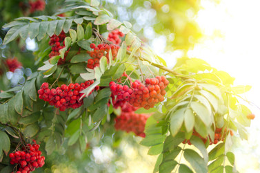 Similar image 1104011