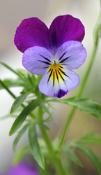 Similar image 1104266