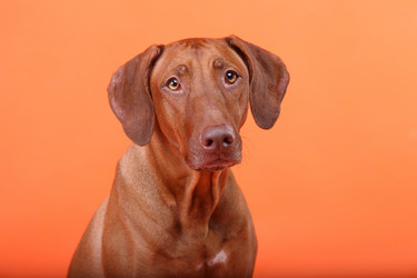 Similar image 1104626