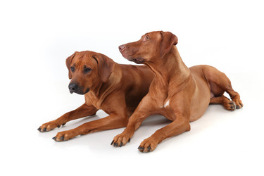 Similar image 1104631