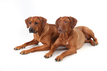 Similar image 1104632