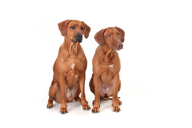 Similar image 1104634