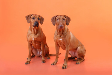 Similar image 1104638