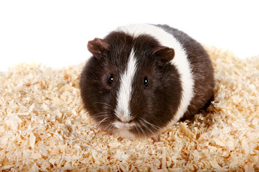 Similar image 1104709