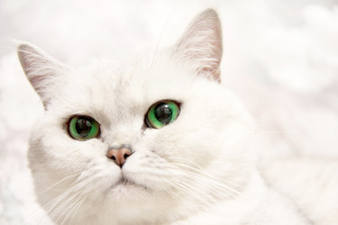 Similar image 1105064