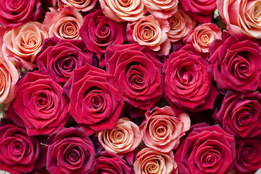 Similar image 1105105