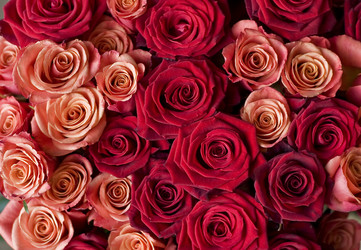 Similar image 1105106