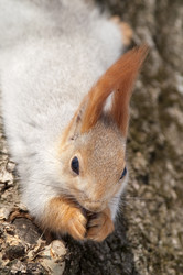 Similar image 1105132