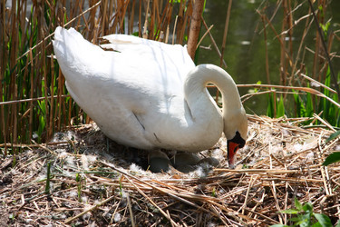 Similar image 1105207