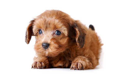 Similar image 1105235