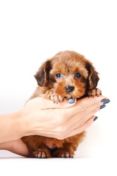 Similar image 1105236