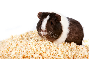 Similar image 1105237