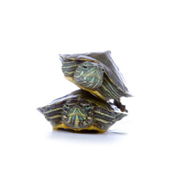 Similar image 1105801