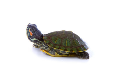 Similar image 1105803