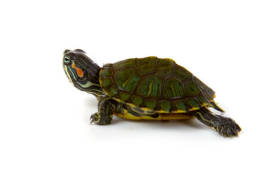 Similar image 1105805