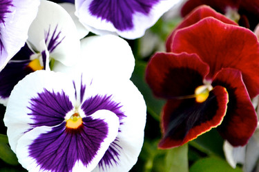 Similar image 1106117