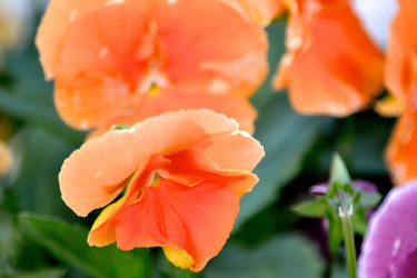 Similar image 1106135