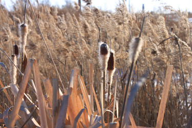 Similar image 1106185