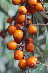 Similar image 1106351