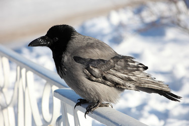 Similar image 1106417