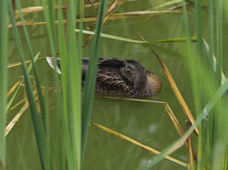 Similar image 1106513