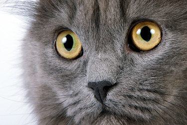 Similar image 1106570