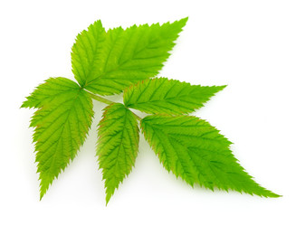 Similar image 1106743