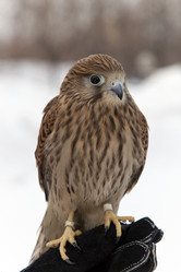 Similar image 1107006