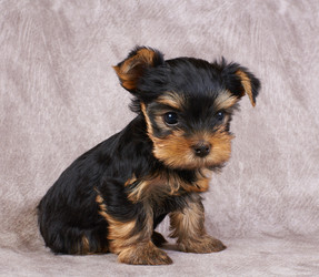 Similar image 1107286