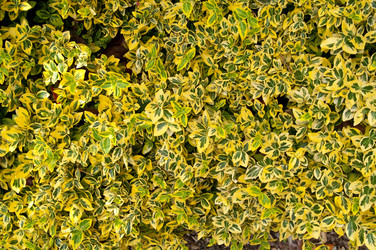 Similar image 1107371