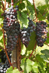 Similar image 1107409