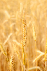 Similar image 1107415