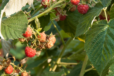 Similar image 1107418