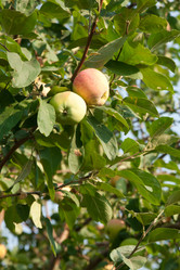 Similar image 1107433